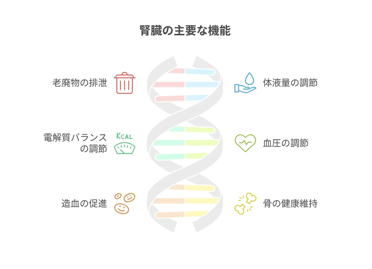 腎臓の主要な機能